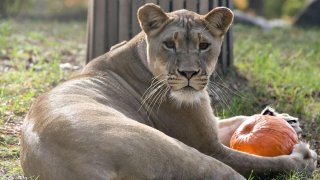 102617 lion with pumpkin