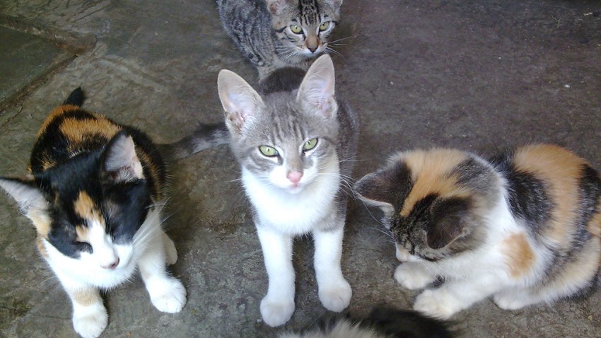gatos rescatados generica