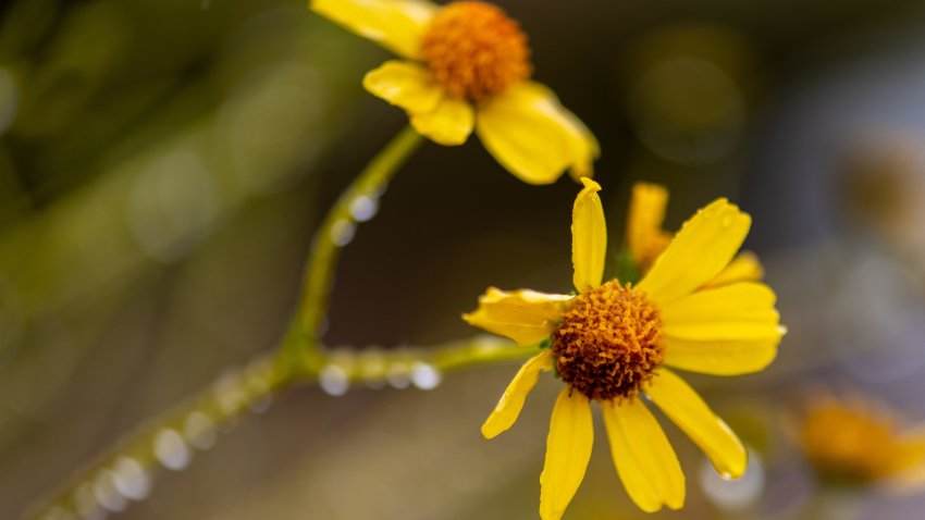 YELLOW FLOWERS ARE PICTURED AFTER A RAINFALL.