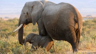 Amboseli elephant and baby