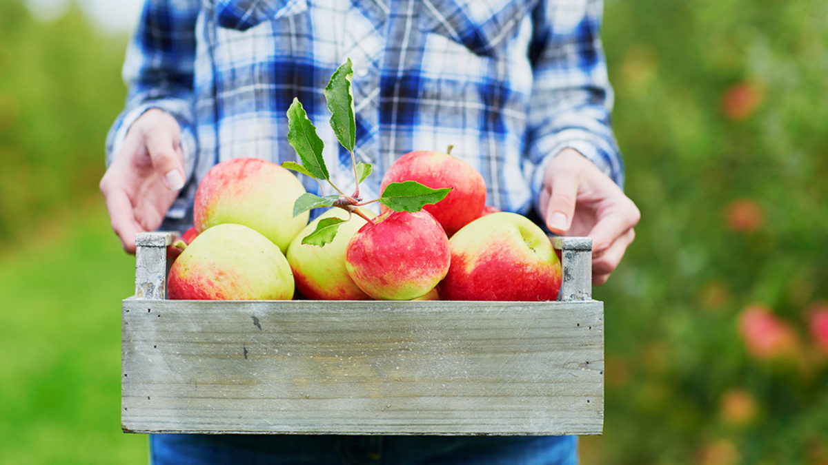 Fall Fun: Apple Picking Locations in the Tri-State Area