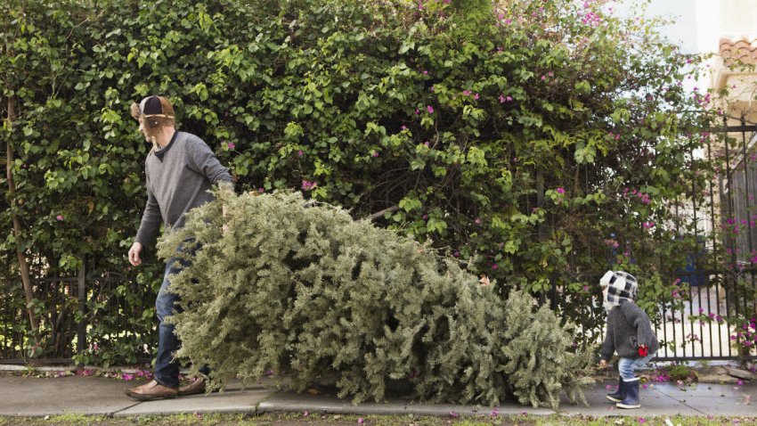 Christmas tree recycling