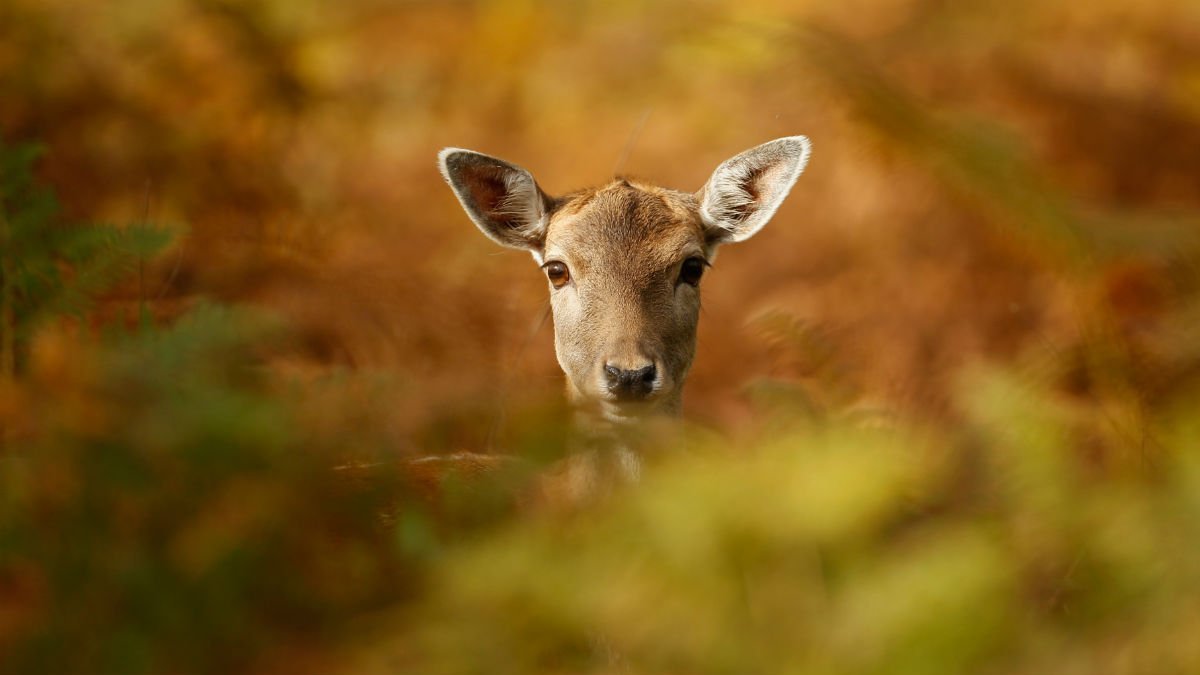 Deer Carriers of Old COVID Strains Found – NBC New York (47)