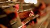 ¿Es seguro consumir huevos durante el brote de influenza aviar patógena? FDA, USDA y CDC responden