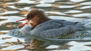 A merganser duck swimming in water with a plastic ring stuck around its beak