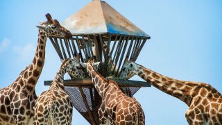 Zoo giraffes feeding, Safari at Six Flags Great Adventure