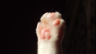 File photo of a cat's paw.