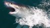 Temporada de tiburones: Colosal escualo aparece en las costas de Nueva Jersey