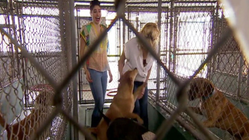 HaAsh-animales