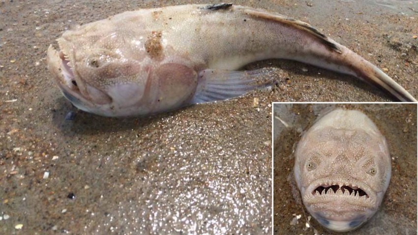 Northend Virginia Beach Fish
