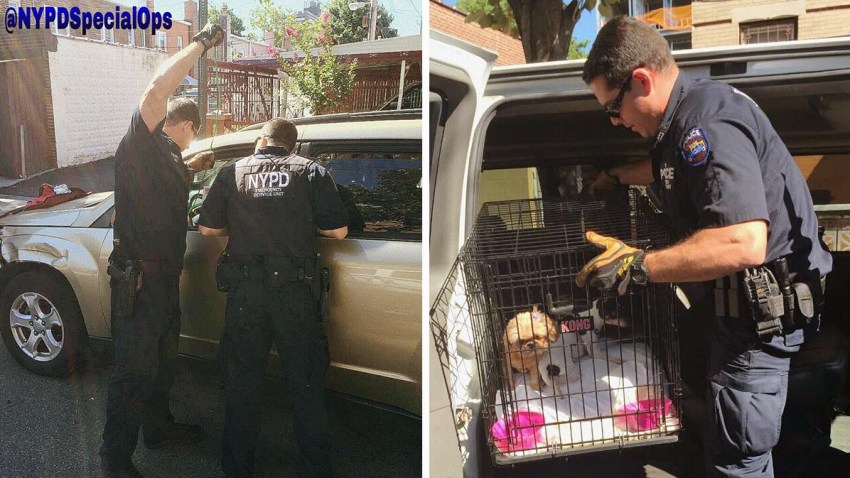 Rescate-de-perrito-brooklyn-st0