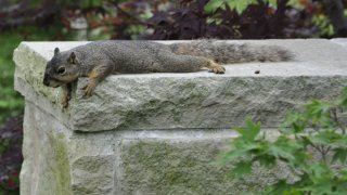 Squirrel-Thumb-051514