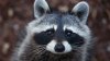 NYC inicia vacunación contra la rabia para mapaches, pide mantener distancia con los animales silvestres