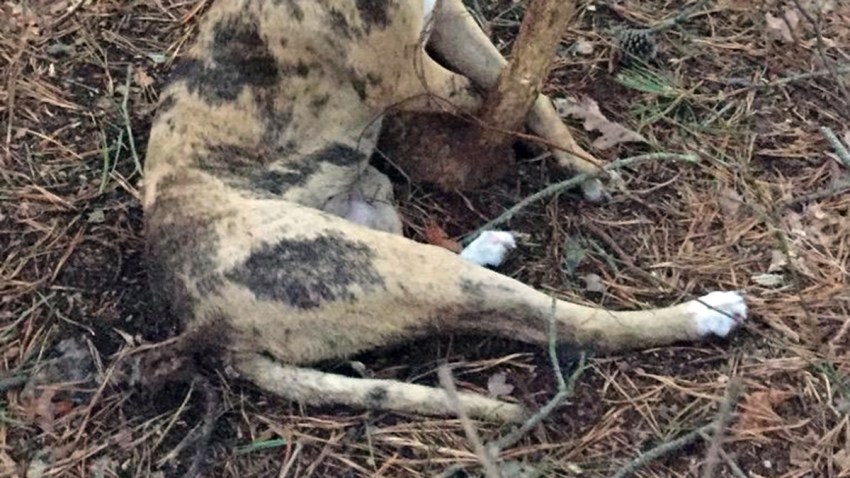 TLMD-SPCA-maltrato-perro-ahorcado-s