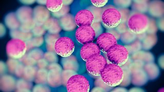 TLMD-bacteria-shutterstock_169311398