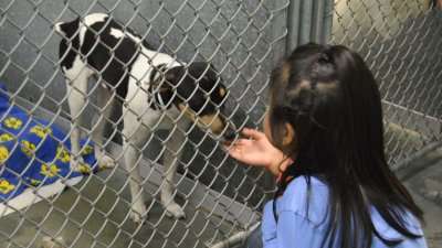 Ayuda a Desocupar los Albergues y da una oportunidad a estos animales a encontrar un hogar