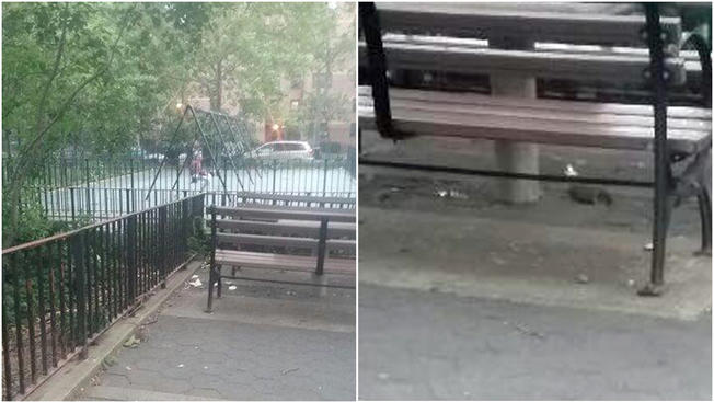 TLMD-ratas-en-parque-infantil-bronx