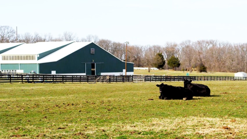 Trabajadores de Granjas de Nueva York Expuestos a la Muerte – Telemundo