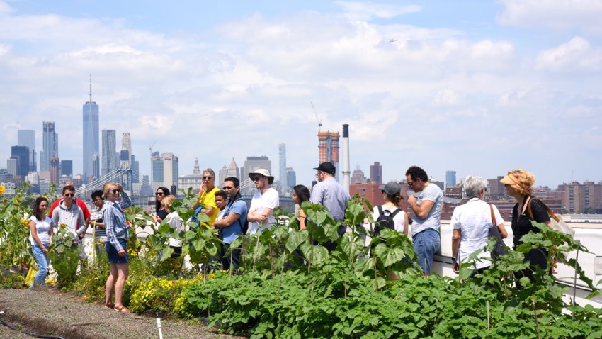 bk-navy-yard-farm-tour