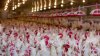 Granjas en Maryland y Delaware sacrificarán 2 millones de pollos por falta de personal