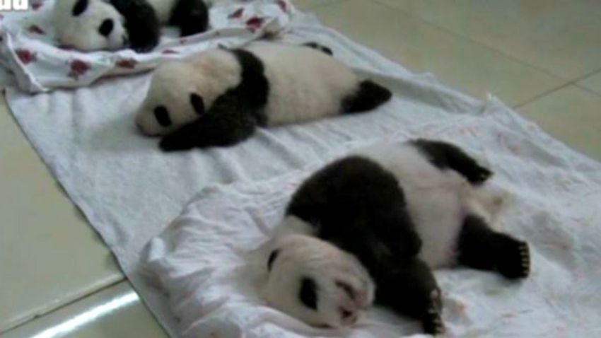 china-panda--