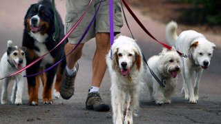 dogs