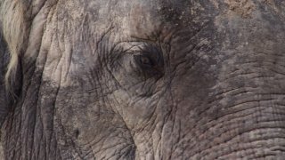 elefante-zoologico-sa-ringling-bros8