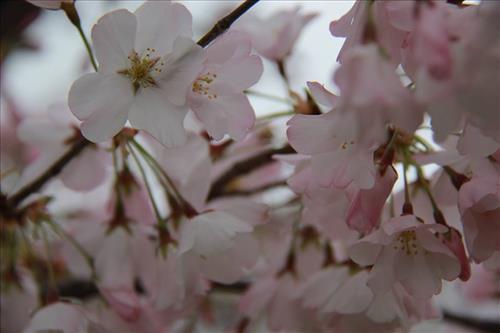 fort mchenry cherry blossom