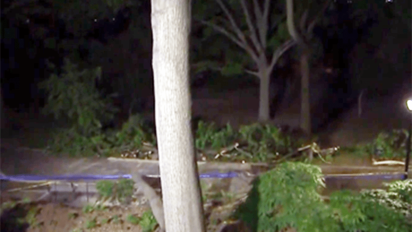 arbol caido en riverside park