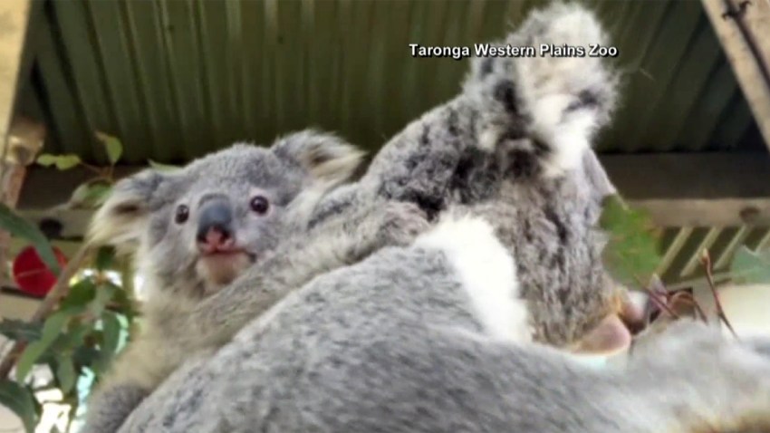 koala-nuevo-zoo-australia