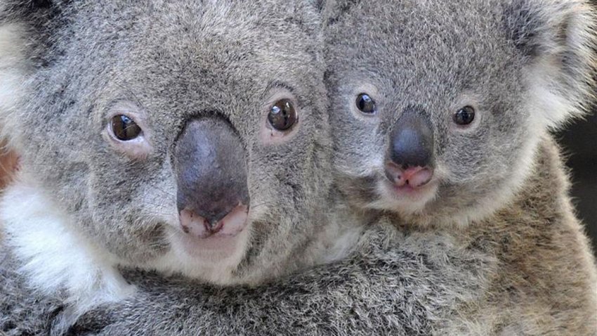 Two koalas hugging