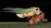 Viene una “ruidosa” invasión: millones de cigarras emergen tras 17 años bajo tierra