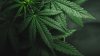 Legalización de la marihuana en Virginia: lo que debes saber