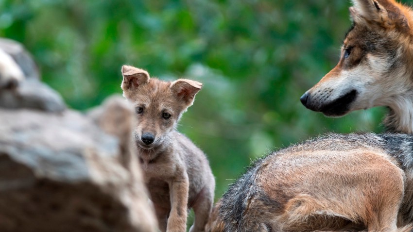 Cachorro de lobo gris mexicano