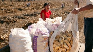 Trabajadores agrícolas