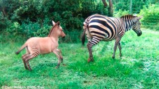 n bebé cría de una cebra y un burro, una mezcla atípica con el cuerpo grisáceo-rojizo y las patas rayadas