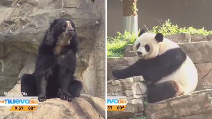 osos-panda-andino-zoo-washi