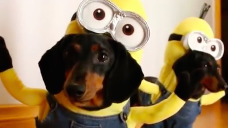 perritos-salchichas-disfrazaodos-de-minions