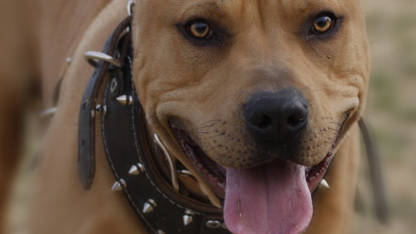 perro-pitbull-long-island