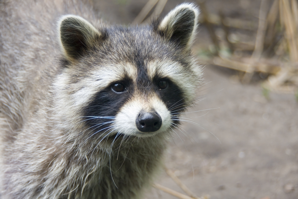 New York raccoons to be vaccinated from rabies – NBC New York