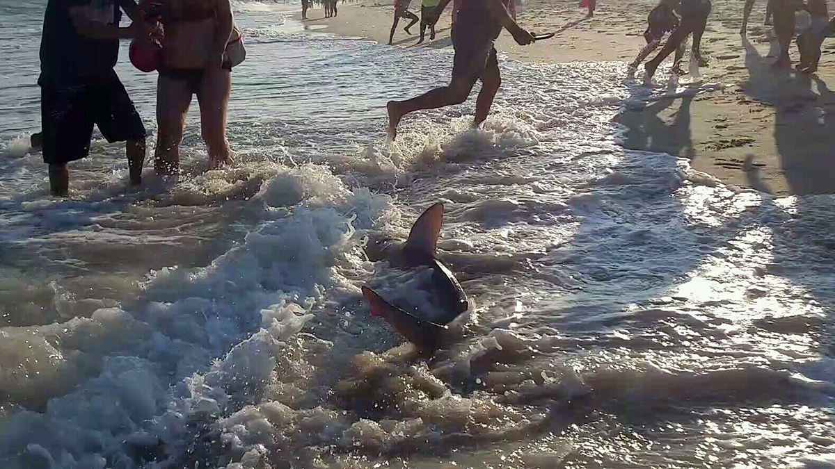 Bañistas en terror tras aparición de tiburón en una playa Telemundo