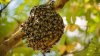 Expertos comparan al “avispón asesino” con las abejas africanas