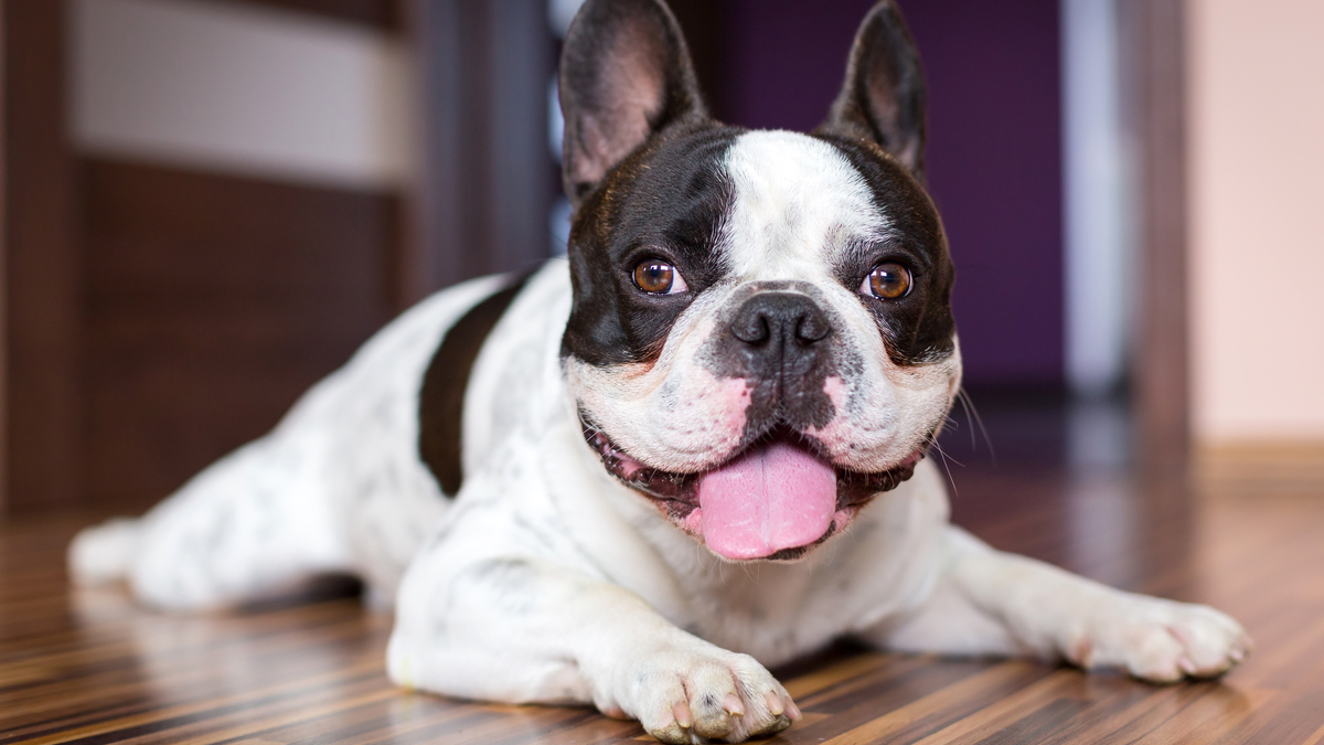 12 razas de perros ideales para vivir en apartamentos – Telemundo  Washington DC (44)