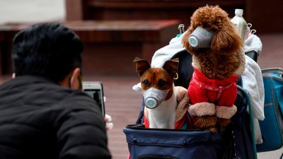 Posible primer caso de coronavirus en un perro