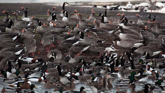 tlmd_avesmigratorias