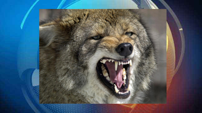 tlmd_coyote2