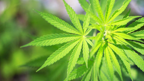 tlmd_marihuana_medicinal_solcitudes_illinois