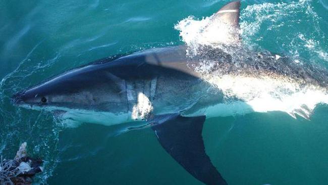 Australia Tiburon Se Come A Persona
