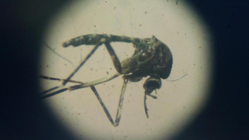 zika16