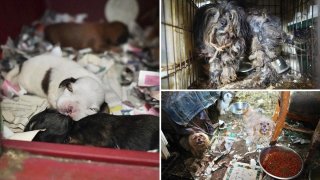 Dozens of dogs found living in squalor in Monmouth County, New Jersey.